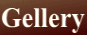 ���z����
